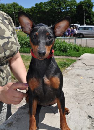 Dog Photo