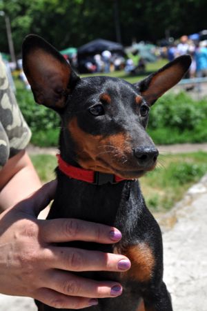 Dog Photo
