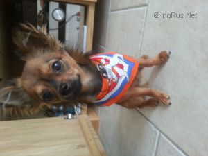 Dog Photo