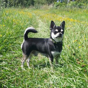 Dog Photo