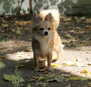 Dog Photo