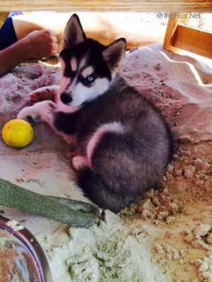 Dog Photo
