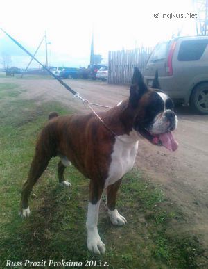Dog Photo