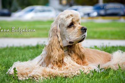 Dog Photo