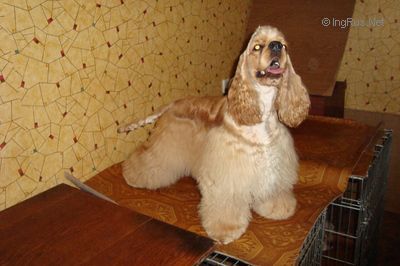 Dog Photo