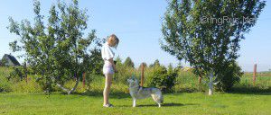 Dog Photo