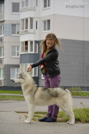 Dog Photo