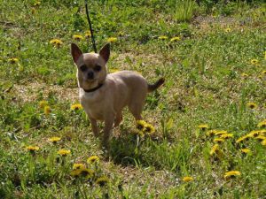 Dog Photo