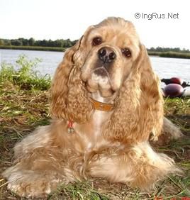Dog Photo