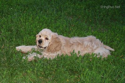 Dog Photo