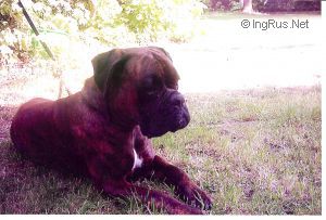 Dog Photo