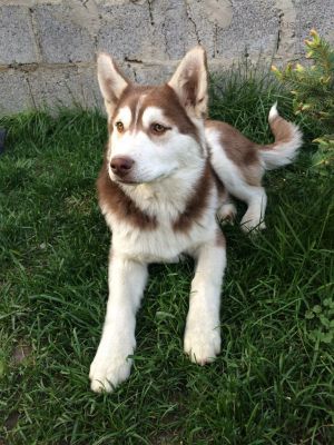 Dog Photo