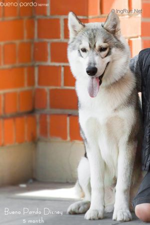 Dog Photo
