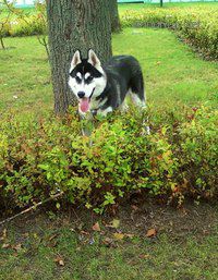 Dog Photo