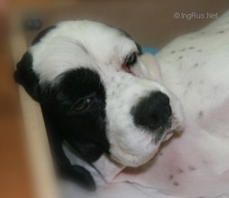 Dog Photo