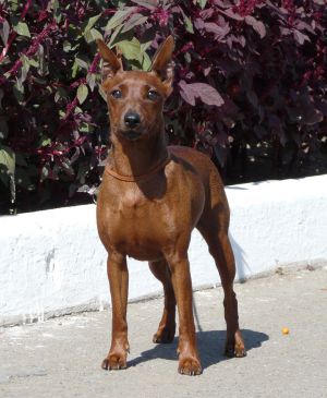 Dog Photo