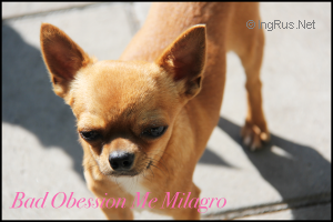Dog Photo