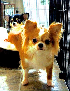 Dog Photo