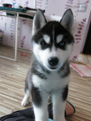 Dog Photo