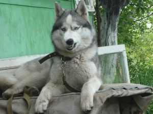 Dog Photo
