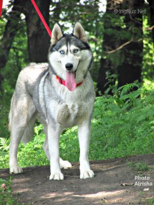 Dog Photo
