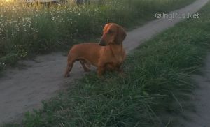 Dog Photo