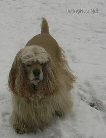 Dog Photo