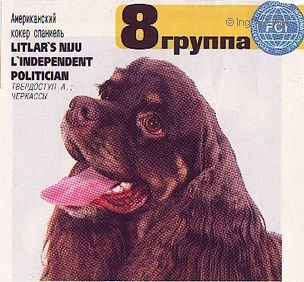 Dog Photo
