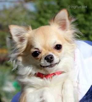 Dog Photo
