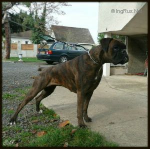 Dog Photo