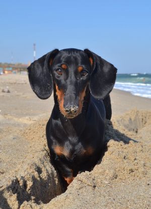 Dog Photo