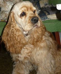 Dog Photo