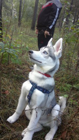 Dog Photo