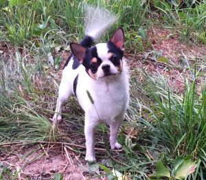 Dog Photo