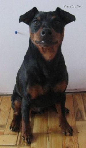 Dog Photo