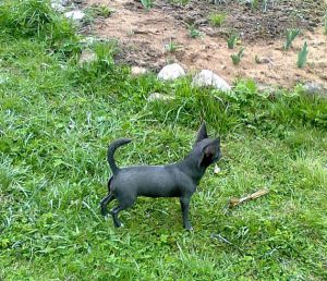 Dog Photo