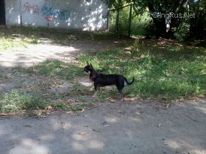 Dog Photo