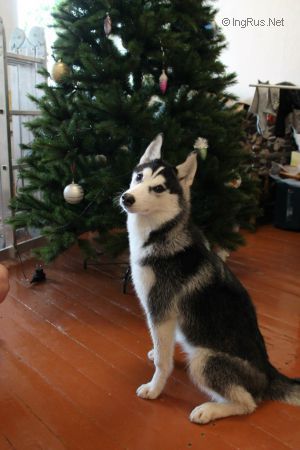 Dog Photo