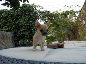 Dog Photo