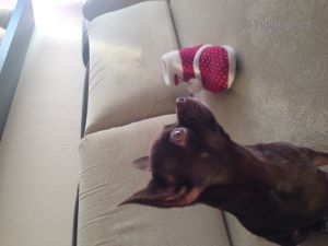 Dog Photo