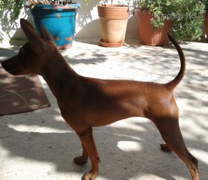 Dog Photo