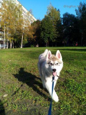 Dog Photo