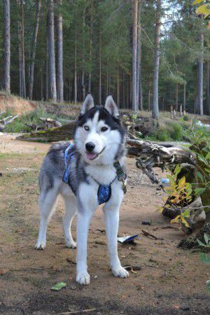 Dog Photo
