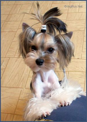 Dog Photo