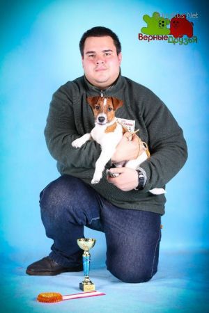 Dog Photo