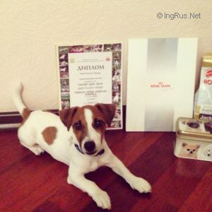 Dog Photo