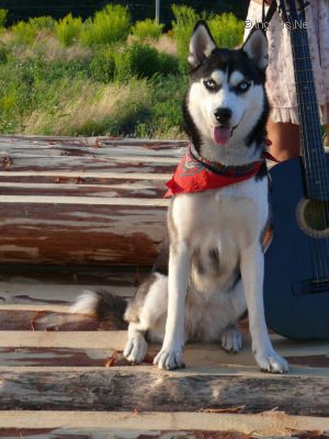 Dog Photo