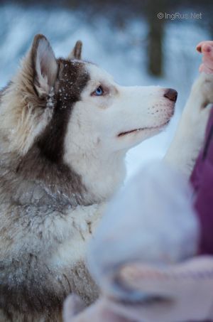 Dog Photo