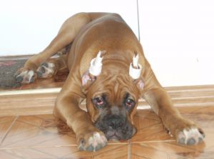 Dog Photo