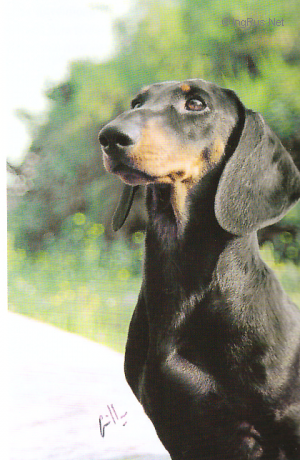 Dog Photo